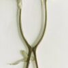 mastoid retractor